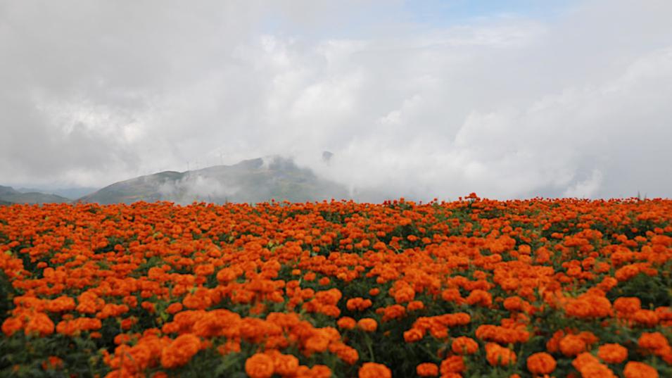 j9九游j9九游国际站站(中国)-九游会官网j9